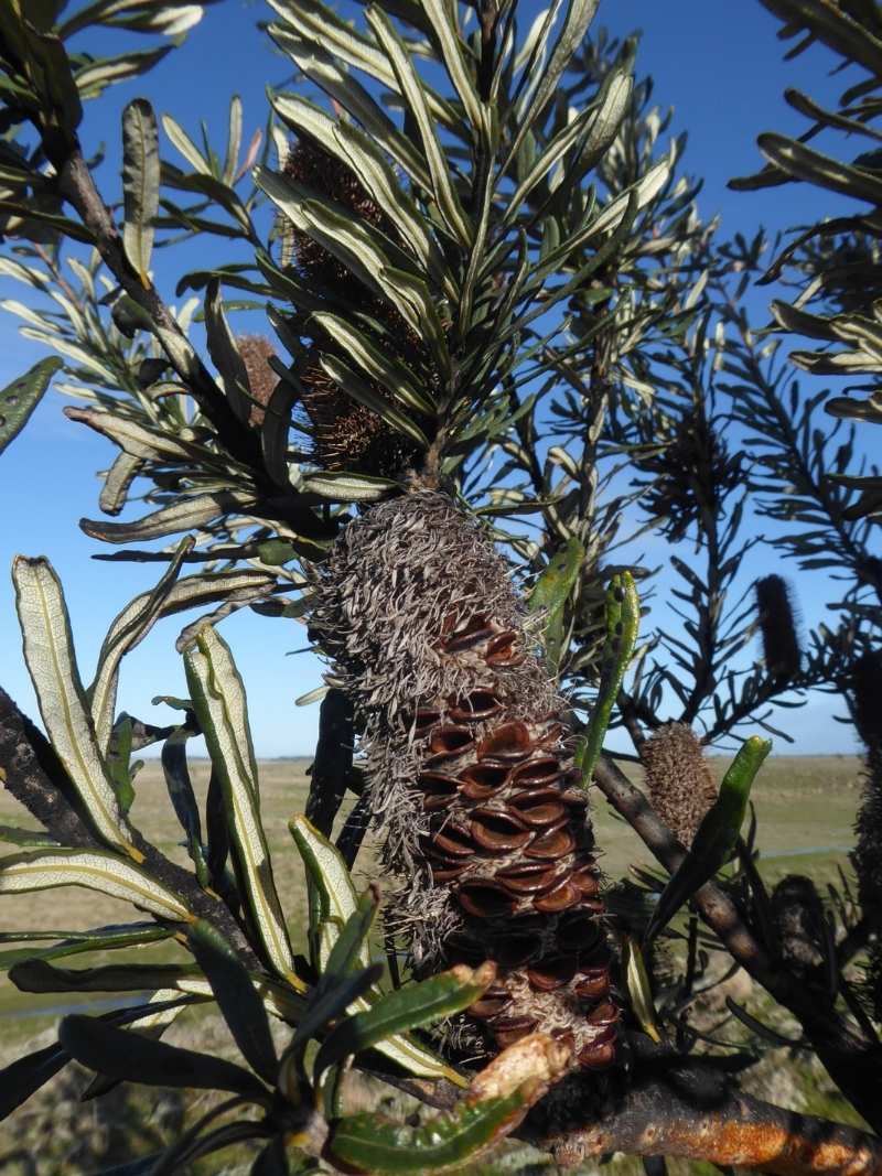 2018 - Tiverton old remnant banksia site visit (11) 2018 - Tiverton old remnant banksia site visit (11)