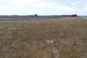 2020 - Glenelg Hwy planting site near Skipton progress (3)