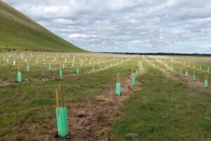 2020 - Mt Elephant planting by Work for Victoria crew (10)