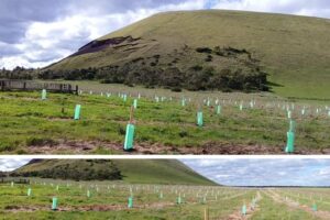 2020 - Mt Elephant planting by Work for Victoria crew (11-13)