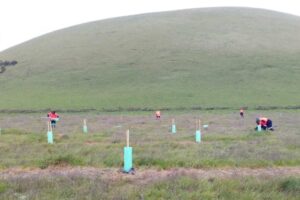 2020 - Mt Elephant planting by Work for Victoria crew (5)