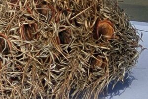 2022 - AGM seed collecting and propagation presentations (15)