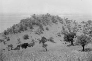 Historic Photos Mt Elephant - c 1909