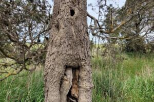 Remnant Banksia Skipton Trail October 2021 no6